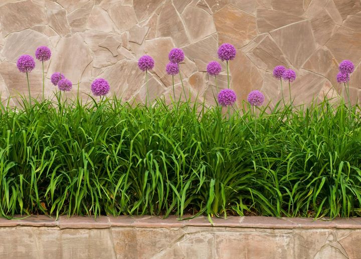 夏に咲くヘメロカリスの葉で株元をカバーした植栽例