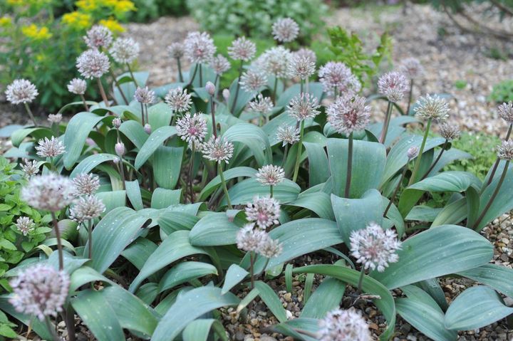 群植したようす