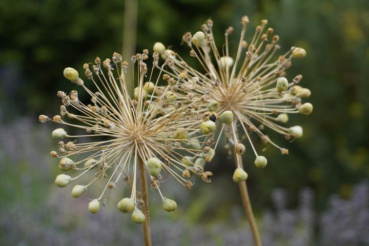 ギガンチウムのシードヘッド