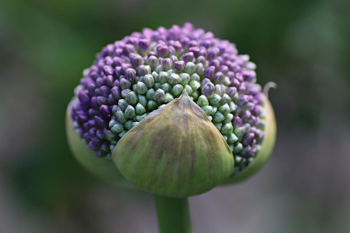 ギガンチウムの蕾