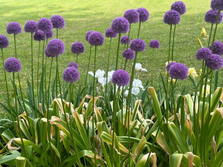 枯れた葉が目立つ開花時