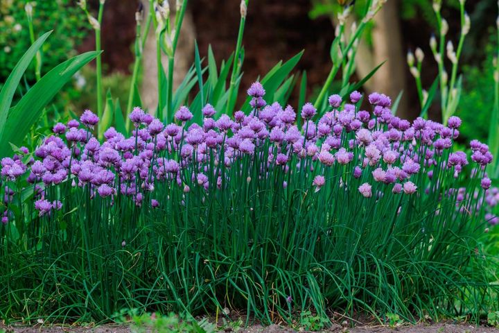 群植されたチャイブ