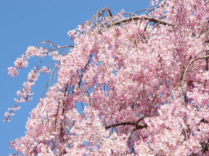 All About ニュース編集部が全国250人を対象に実施した「桜の名所に関するアンケート」の調査結果から、長崎で行ってみたい＆好きな桜の名所ランキングを発表！ 2位「真竹谷のしだれ桜群」を抑えた1位は？ ※画像はイメージです