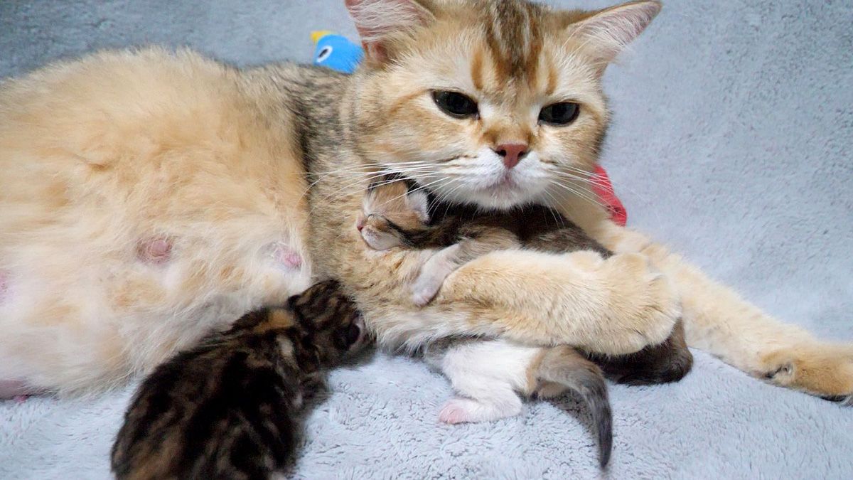 赤ちゃん猫を幸せそうに抱きしめる母猫。その愛情いっぱいの姿に心がホッと温まる (*´ｪ`*) | TRILL【トリル】