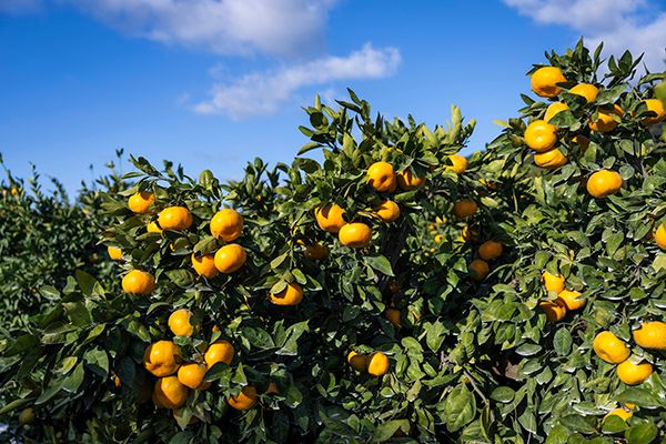 九州産みかんのアップサイクル商品が数量限定発売！捨てられるはずのみかんが主役に