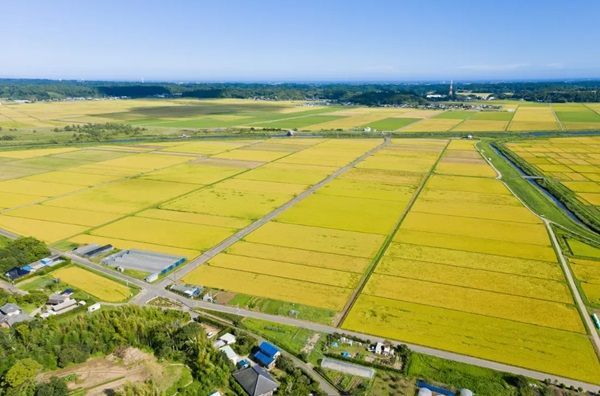 【千葉県多古町】「多古米おかず選手権」最優秀賞＆優秀賞が商品化！最終審査にはリュウジさんも参加