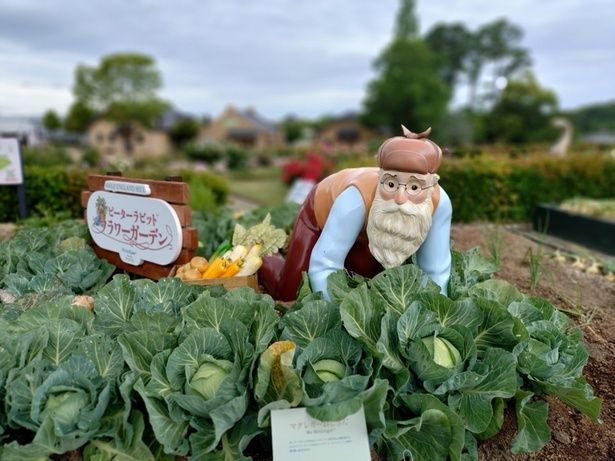 本物のキャベツが植えられた畑にしゃがみ込むマグレガーおじさん