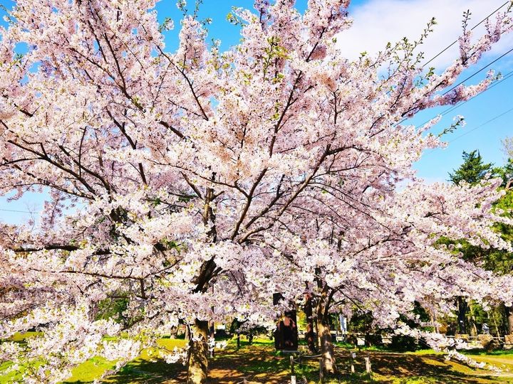 All About ニュース編集部が全国250人を対象に実施した「桜の名所」に関するアンケートの調査結果から、北海道で「行ってみたい＆好きな桜の名所」ランキングを発表！ 2位「円山公園」を抑えた1位は？