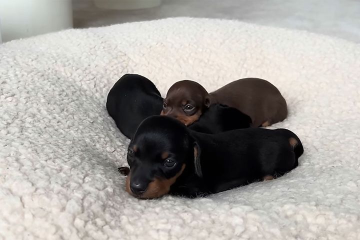 お気に入りの位置を探してるのかな！？3匹でギュウギュウに重なり合っています