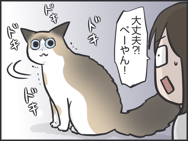 猫の表情2.PNG