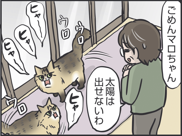 猫の表情7.PNG