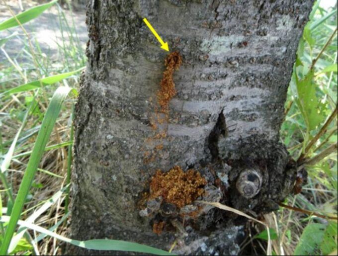 フラス排出孔(黄色の矢印)