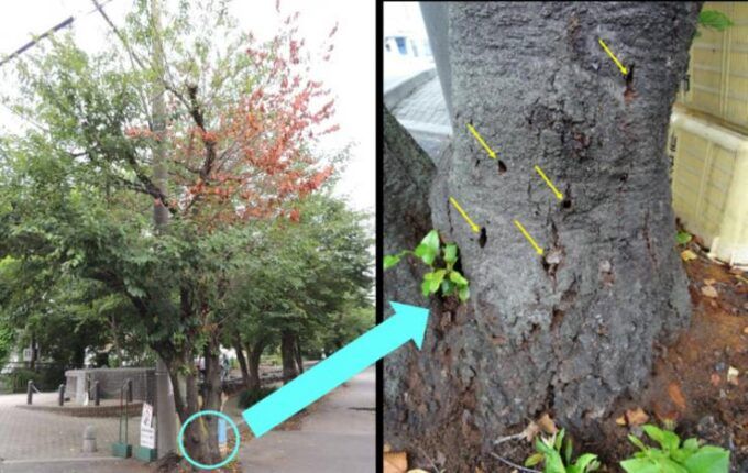 サクラの樹体に生じた成虫脱出孔(黄色の矢印)と枯死