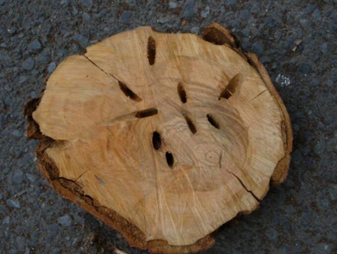 幼虫に心材まで摂食された樹体断片