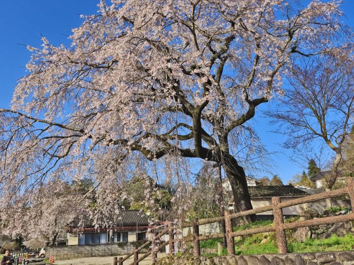 All About ニュース編集部が全国250人を対象に実施した「桜の名所に関するアンケート」の調査結果から、大分で行ってみたい＆好きな桜の名所ランキングを発表！ 2位「大原大しだれ桜」を抑えた1位は？