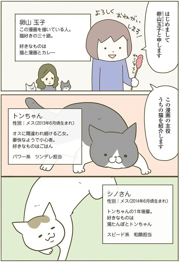 主役のねこをご紹介します （C）卵山玉子／KADOKAWA