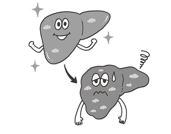 元気な肝臓は栄養素をしっかり代謝してエネルギーに変えてくれるが、脂肪が溜まった肝臓は代謝機能が衰えて太りやすくなる。