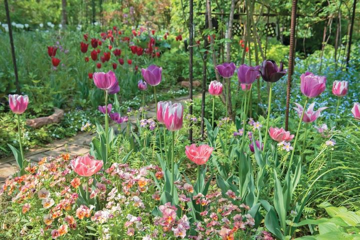 【チューリップ】が庭一面を彩る！ 埼玉のオープンガーデン「グリーンローズ」が公開スタート