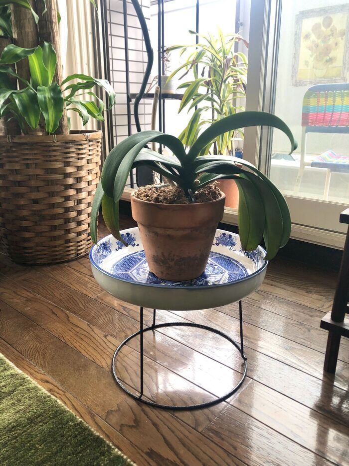 【ダイソー】鉢スタンドですが、鉢は置きません。家にあるもので素敵インテリアに大変身♡