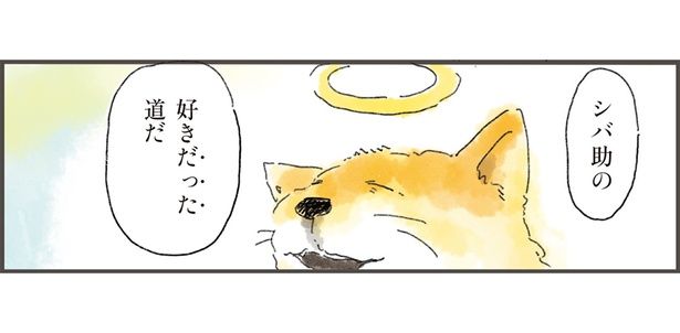 シバ助の好きだった道だ （C）中山有香里／KADOKAWA