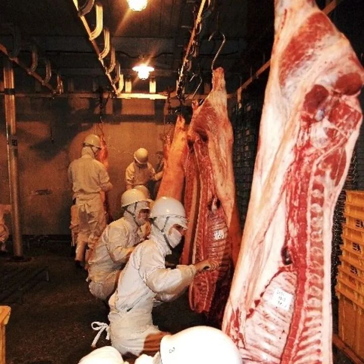 肉を2度殺さない技術を支える精緻な解体