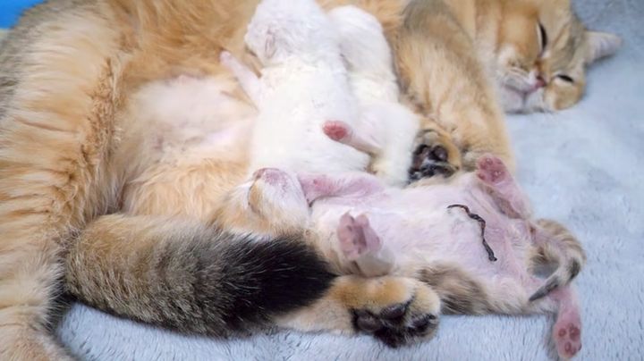 転がり落ちちゃった子猫