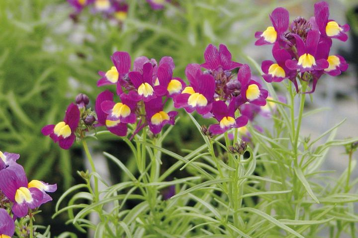 4月10日の花とは？【366日の誕生花と幸せの花言葉】