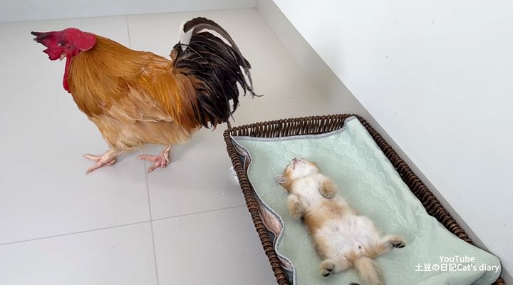 子猫の元を去るニワトリ