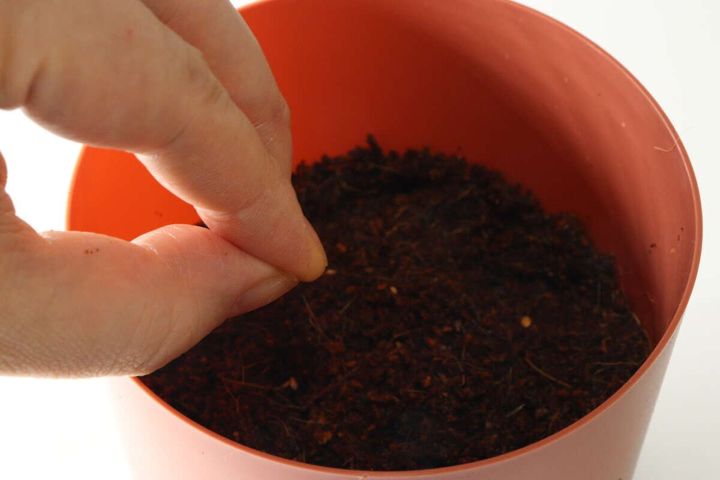 ダイソー 農薬不使用ナチュラル栽培セット ブラックチェリートマト 種まき