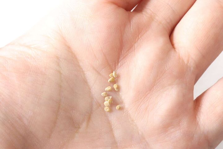 ダイソー 農薬不使用ナチュラル栽培セット ブラックチェリートマト 種子