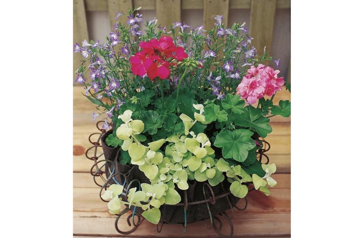 初心者におすすめ！吉谷桂子さんの【ゼラニウムの寄せ植え】丈夫で長く咲く！