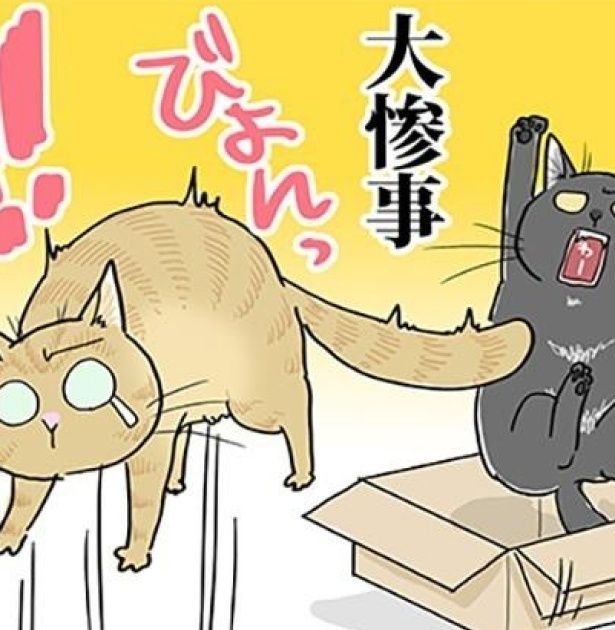 いつも些細なことから大惨事に発展！今日も賑やかな猫たち