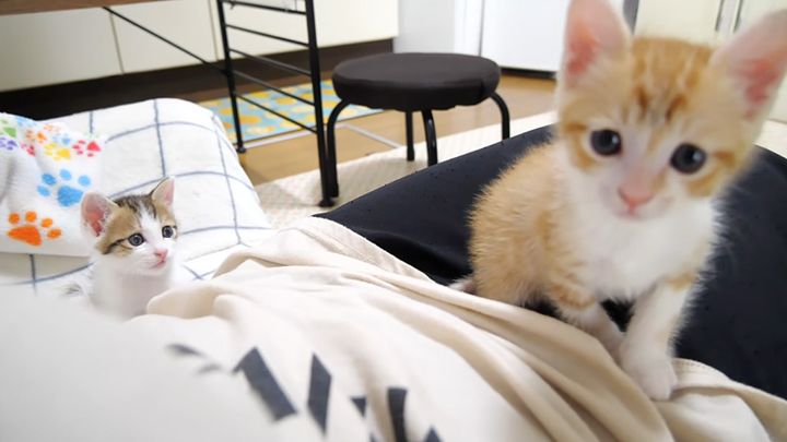 遊ぶ子猫