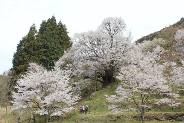 境内のモチヅキザクラは樹齢900年以上といわれる/佛隆寺千年桜(佛隆寺の古桜) 画像提供：宇陀市観光課