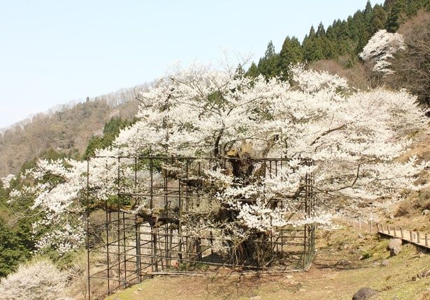 「仙桜」の咲き誇る様子は必見/樽見の大桜 画像提供：やぶ市観光協会