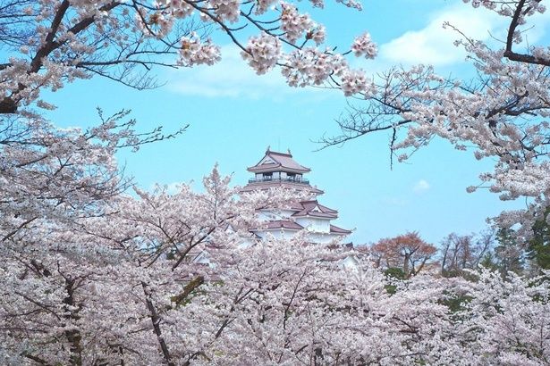 今見頃＆間もなく見頃の桜スポットをピックアップ(写真は鶴ヶ城公園の桜) 画像提供：会津若松観光ビューロー