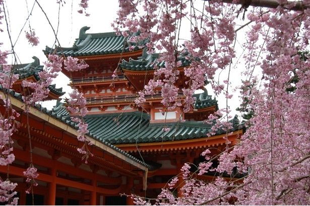 しだれ桜と朱色の建築が織りなす雅な風景/平安神宮 神苑の桜 画像提供：平安神宮