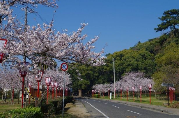 道路の両サイドで桜を観賞できる/県立琴弾公園の桜 画像提供：観音寺市観光協会