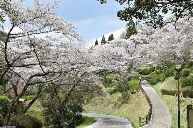 遊歩道や登山コースが整備されている/大津山公園の桜 画像提供:南関町役場