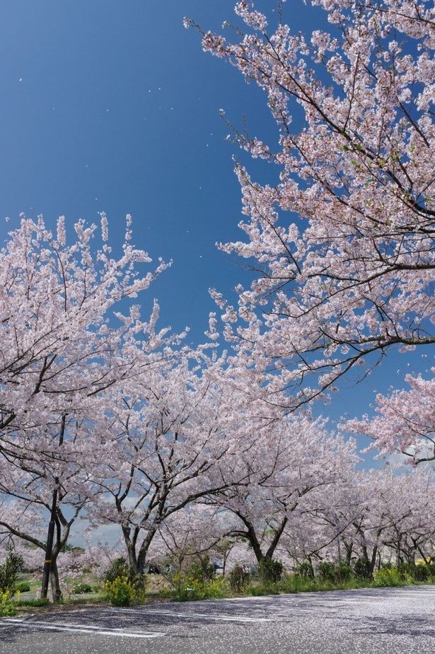 青空に映える満開の桜と広々した園路/ときわ公園の桜 画像提供：宇部市