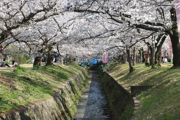 ソメイヨシノが水路の頭上を覆うように咲く/妙見河原(星田妙見宮周辺)の桜 画像提供：交野市