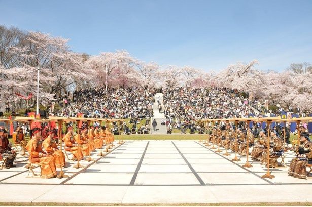 桜が彩る人間将棋/天童公園(舞鶴山)の桜 画像提供:天童市
