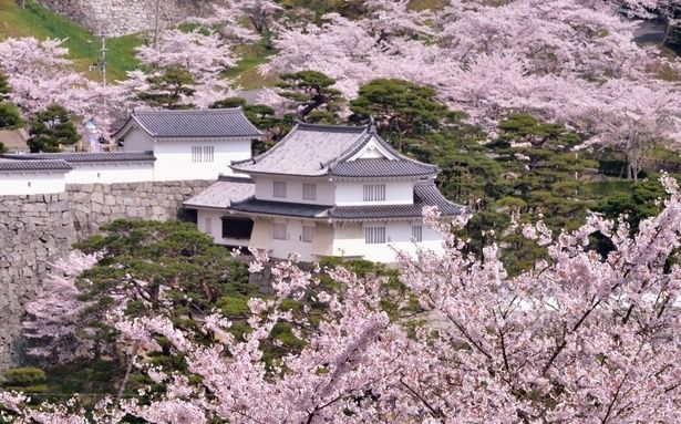 桜とその隙間からのぞく霞ヶ城の対比が見もの/霞ヶ城公園の桜 画像提供：二本松市観光連盟