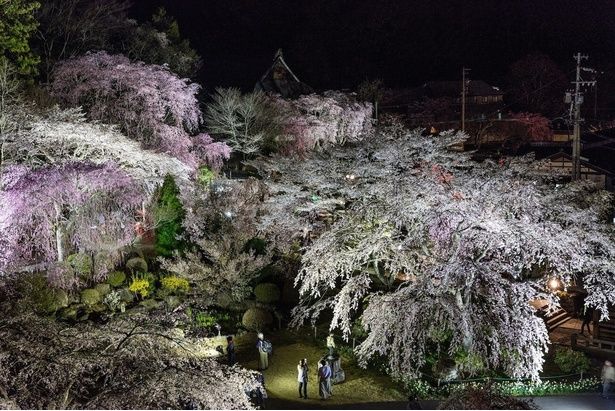 境内には70本のしだれ桜が植えられ、古いものは樹齢約200年にも達する/光前寺のしだれ桜 画像提供：光前寺ライトアップ実行委員会