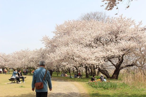 ソメイヨシノの下でシートを広げ花見を楽しむ姿も/鳥屋野潟(鳥屋野潟公園女池・鐘木地区)の桜 画像提供：鳥屋野潟公園事務所