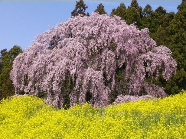 咲き誇る桜のピンクと菜の花の黄色のコントラストが見事/合戦場のしだれ桜 ※画像は過去の様子、現在樹勢回復のための治療中。画像とは見栄えが異なる 画像提供：岩代観光協会