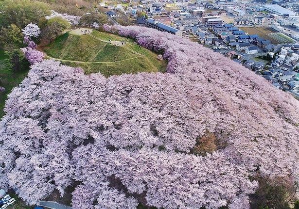ピンク色の海のように桜が山を覆う/弘法山古墳の桜 画像提供：松本市