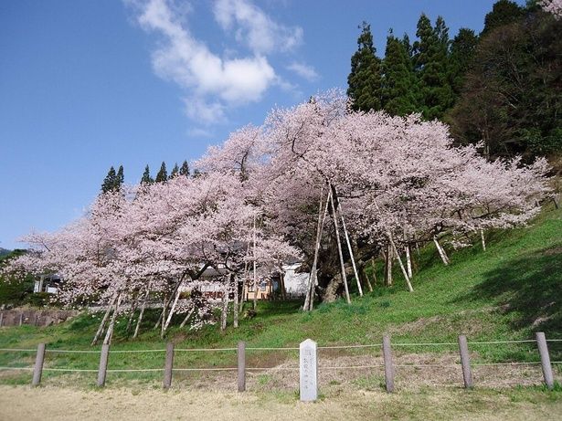 一度は見ておきたい天然記念物の桜/臥龍桜 画像提供：高山市