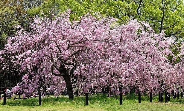 濃いピンクが特徴の八重紅しだれは例年4月頃に見頃を迎える/大仙公園の桜 画像提供：堺市建設局大仙公園事務所