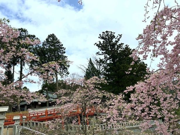 「福聚桜」以外にも多種の桜が楽しめる/呑山観音寺の桜 画像提供：呑山観音寺